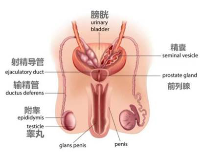 修复受损肾脏，干细胞攻破男性六大生殖健康难题