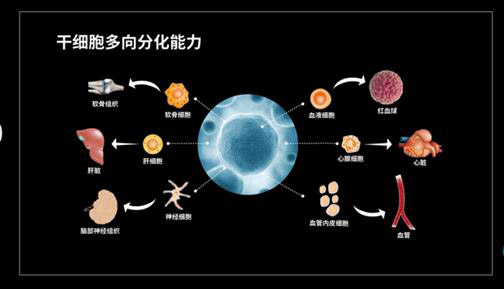 再生医学抗癌｜干细胞助患者告别化疗、重获新生