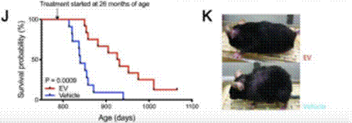 科学抗衰｜干细胞鲜活体疗法可维护基因组稳定性，实现皮肤逆生长‘神话’