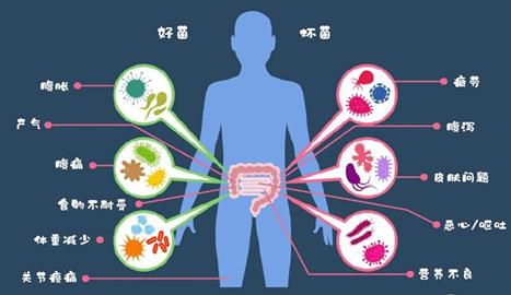 禁食减肥易诱发感染：如何使用FMT科学减肥，改善肠道？